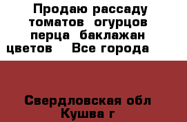 Продаю рассаду томатов, огурцов, перца, баклажан, цветов  - Все города  »    . Свердловская обл.,Кушва г.